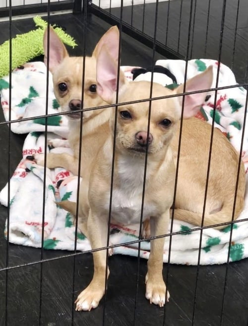 TILLY (IN FOSTER) - Chihuahua / Pomeranian available for adoption