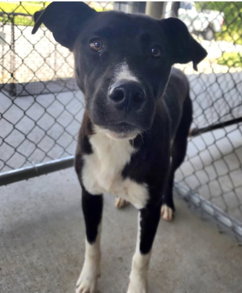 SIDNEY (IN FOSTER) - Border Collie / Labrador Retriever available for adoption