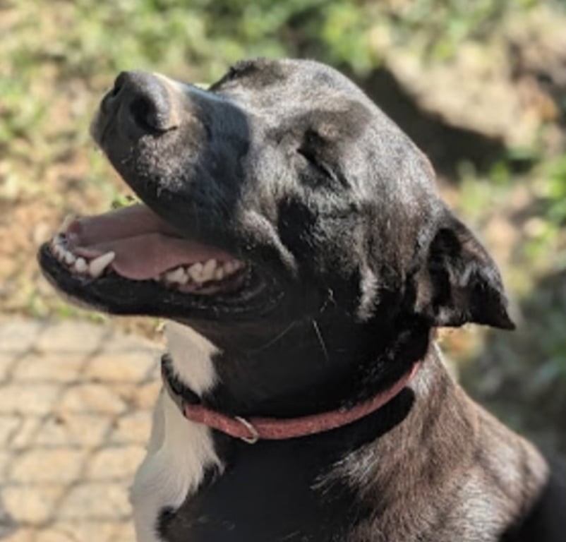 Sidney (in foster) Image