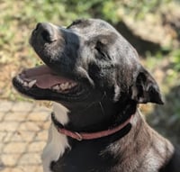 Sidney (in foster) - Photo 1