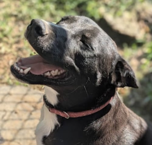 SIDNEY (IN FOSTER) - Border Collie / Labrador Retriever available for adoption