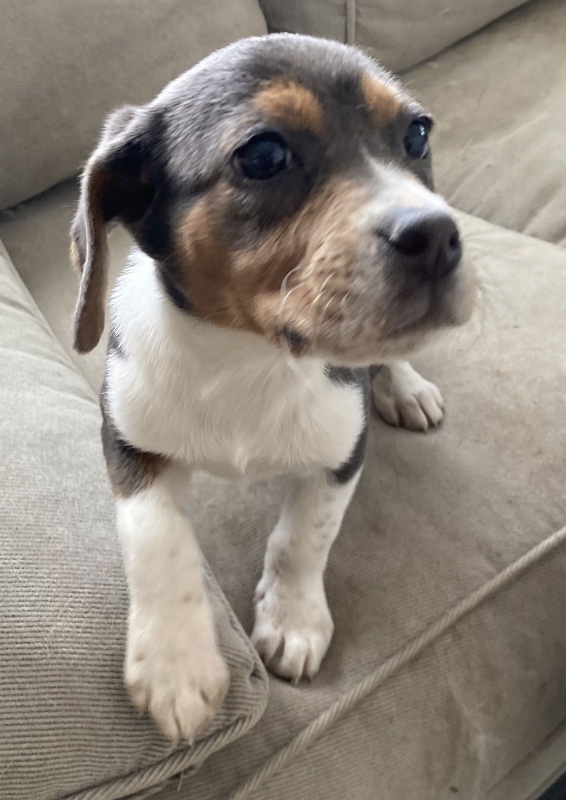 BRIDGET (IN FOSTER) - Beagle available for adoption