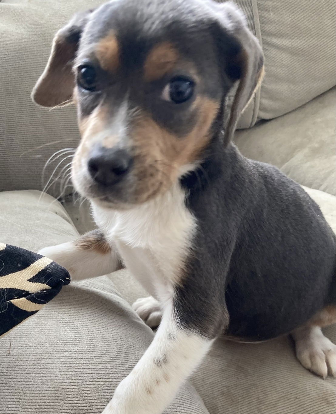 BRIDGET (IN FOSTER) - Beagle available for adoption