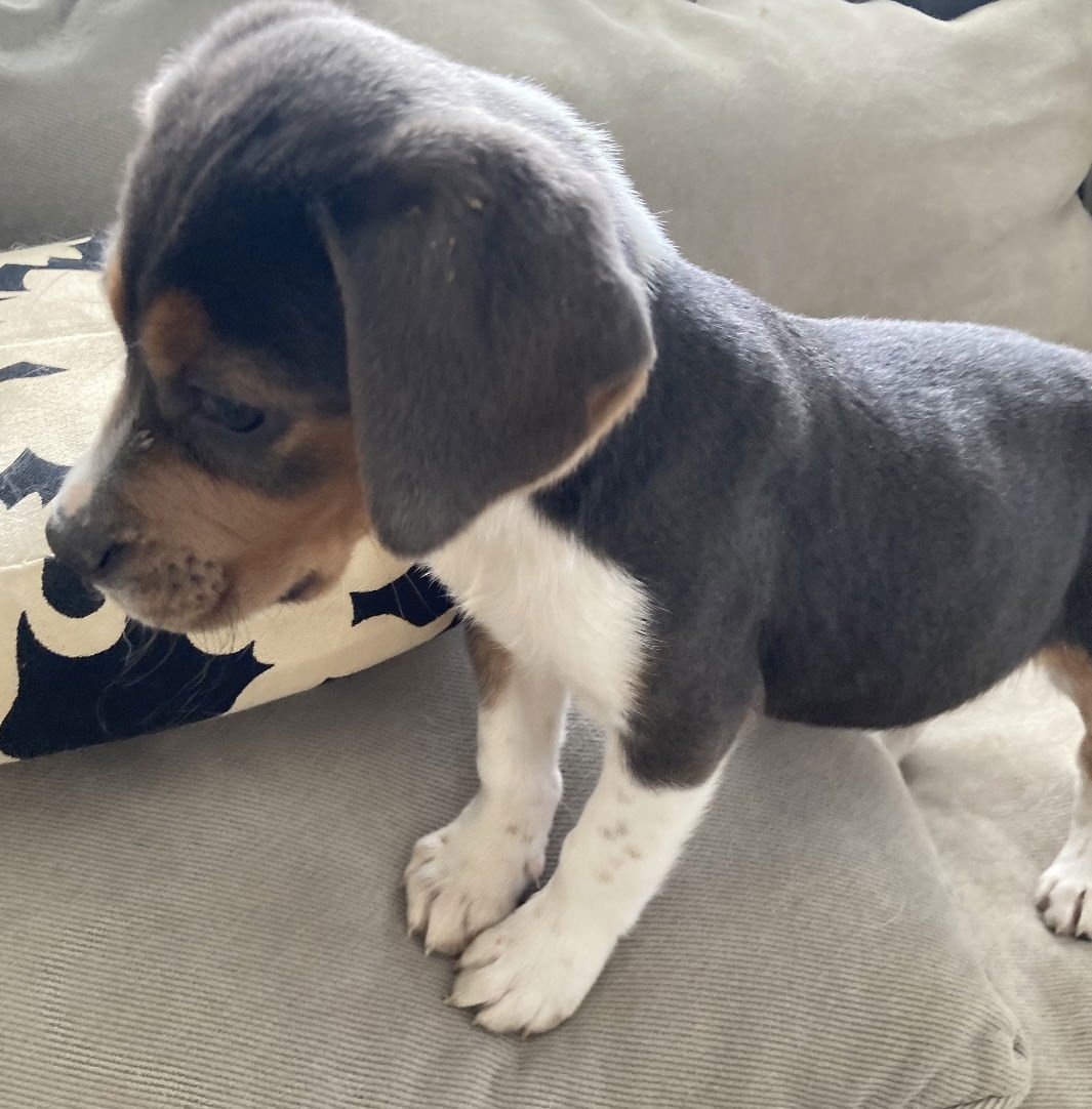 Bridget (in foster) - Photo 3