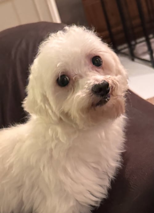 HEFF (IN FOSTER) - Maltese available for adoption
