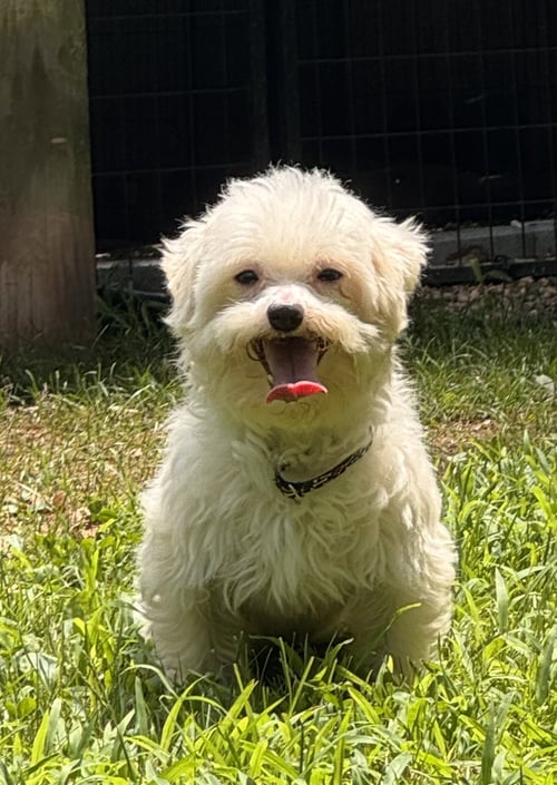 HEFF (IN FOSTER) - Maltese for adoption in Reading