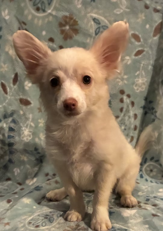 Trixie (in foster) Image