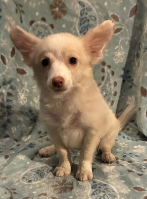 TRIXIE (IN FOSTER) - Pomeranian / Chihuahua available for adoption
