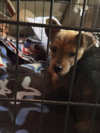 Libby (in foster) - Photo 3
