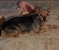 Libby (in foster) - Photo 2