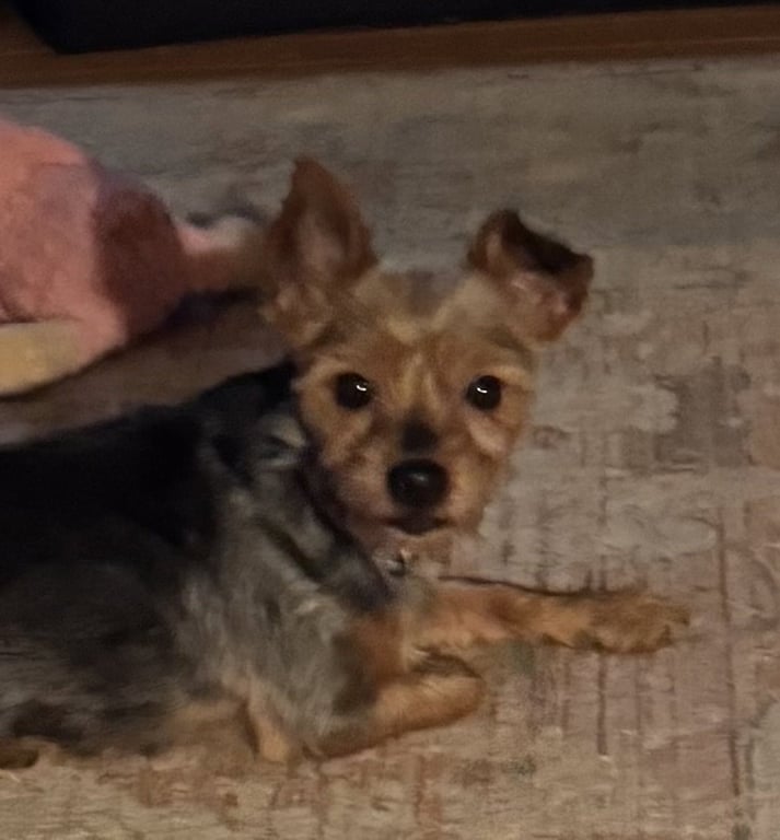 Libby (in foster) Image