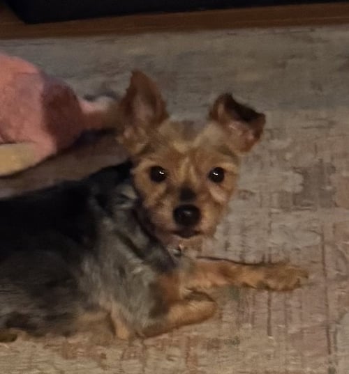 LIBBY (IN FOSTER) - Yorkshire Terrier Yorkie for adoption in Reading
