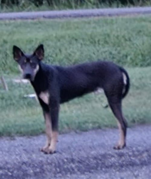MOLLY - Australian Kelpie available for adoption