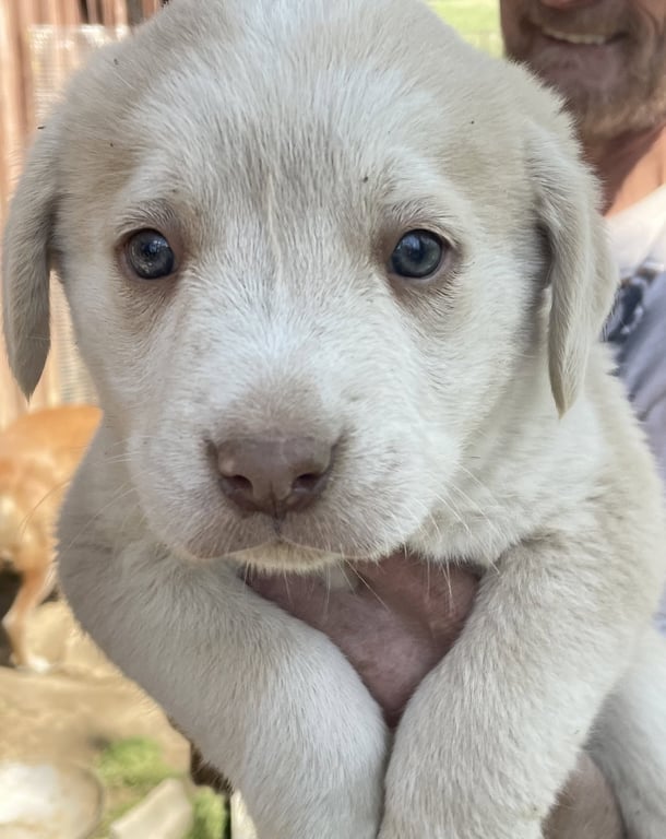 Gilda (in foster) Image