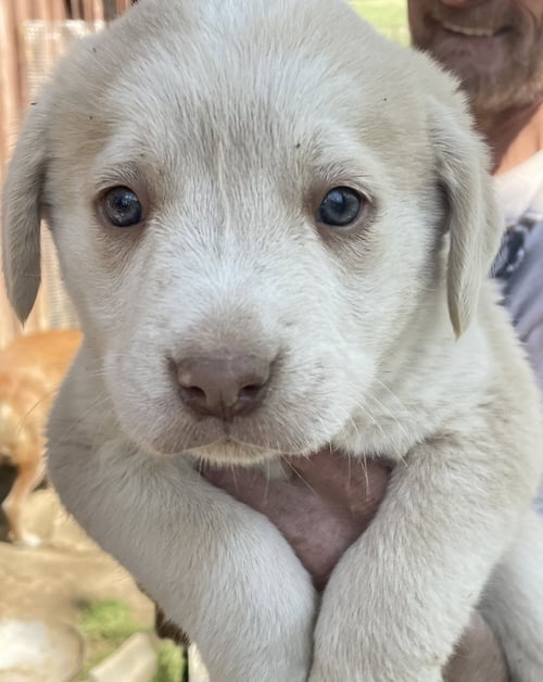 GILDA (IN FOSTER) - Golden Retriever / Labrador Retriever available for adoption