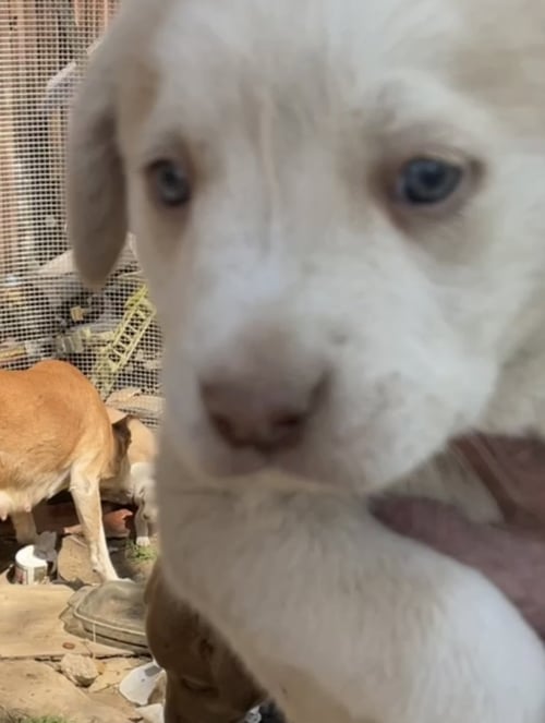 GILDA (IN FOSTER) - Golden Retriever / Labrador Retriever available for adoption