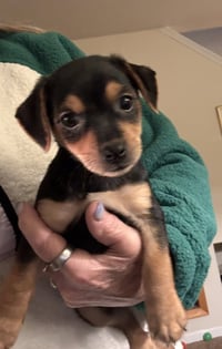 Alvin (in foster) - Photo 1