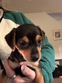 Alvin (in foster) - Photo 2