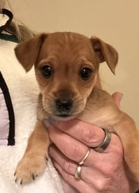 Theodore (in foster) - Photo 1