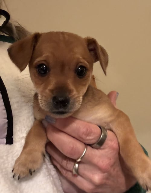 THEODORE (IN FOSTER) - Chihuahua / Yorkshire Terrier Yorkie available for adoption