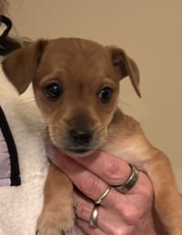 Theodore (in foster) - Photo 3