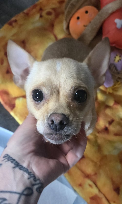 MILEY (IN FOSTER) - Chihuahua / Pomeranian for adoption in Reading