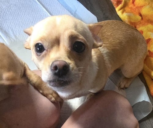 MILEY (IN FOSTER) - Chihuahua / Pomeranian available for adoption
