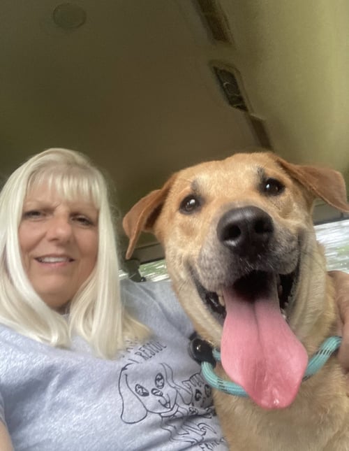 OLIVER (IN FOSTER) - Labrador Retriever available for adoption