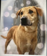 Oliver (in foster) - Photo 1
