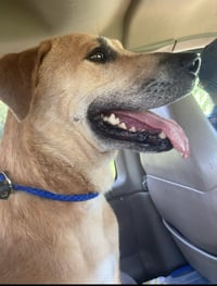 Oliver (in foster) - Photo 3