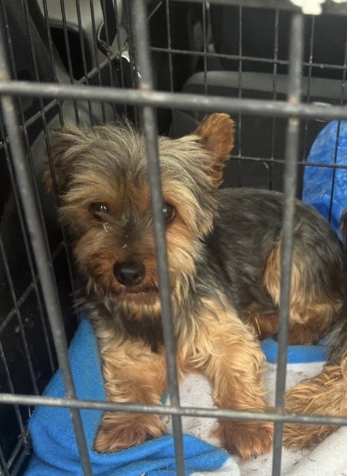 IVY (IN FOSTER) - Yorkshire Terrier Yorkie for adoption in Reading