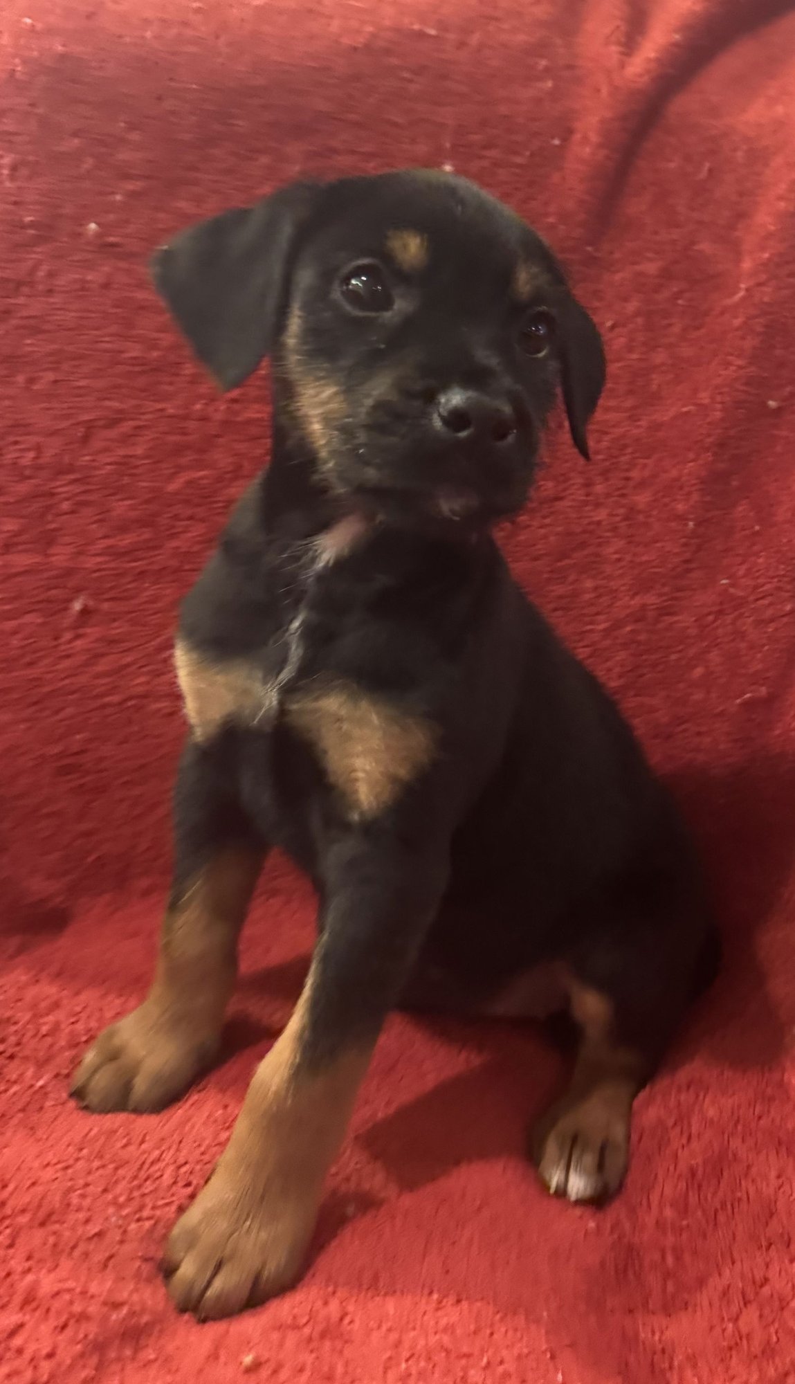 THE CANINE COVEN “FIONA” IN FOSTER - Miniature Schnauzer / Doberman Pinscher available for adoption