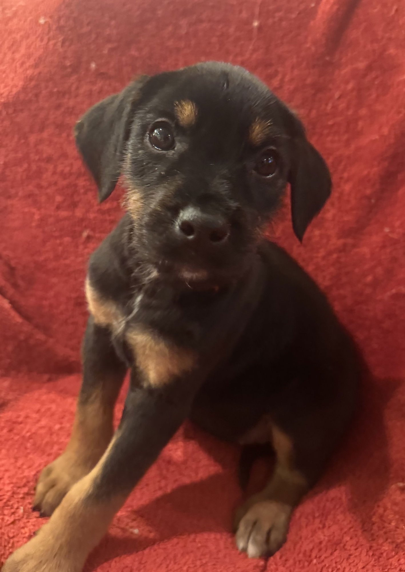 The Canine Coven “Fiona” in foster - Photo 3