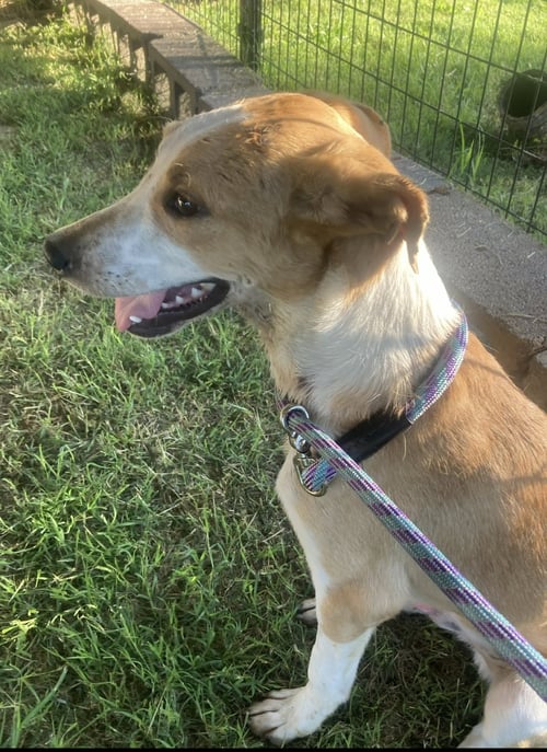 MASON (IN FOSTER) - Border Collie / Hound available for adoption
