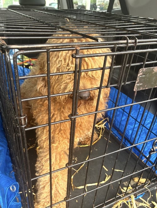 WINSTON (IN FOSTER) - Golden Retriever / Poodle (Miniature) available for adoption