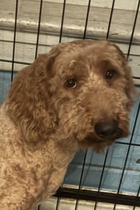 Winston (in foster) - Photo 2