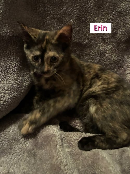 KITTENS - Domestic Short Hair available for adoption