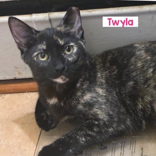 KITTENS - Domestic Short Hair for adoption in Reading