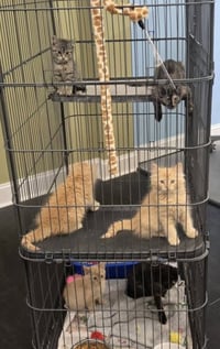 Kittens - Photo 1