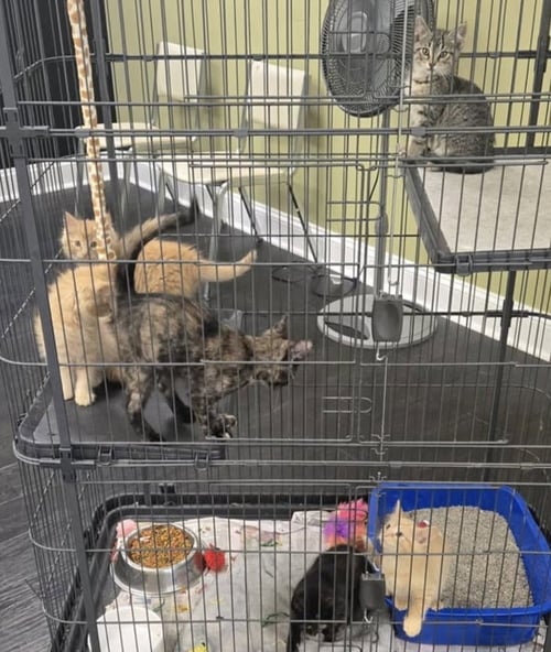 KITTENS - Domestic Short Hair available for adoption