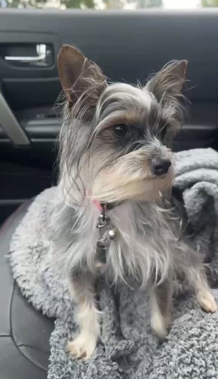 Stella (in foster) Image