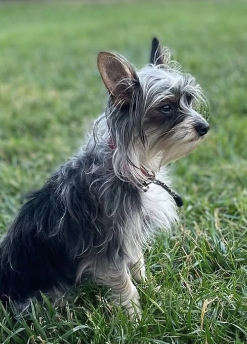 STELLA (IN FOSTER) - Yorkshire Terrier Yorkie available for adoption
