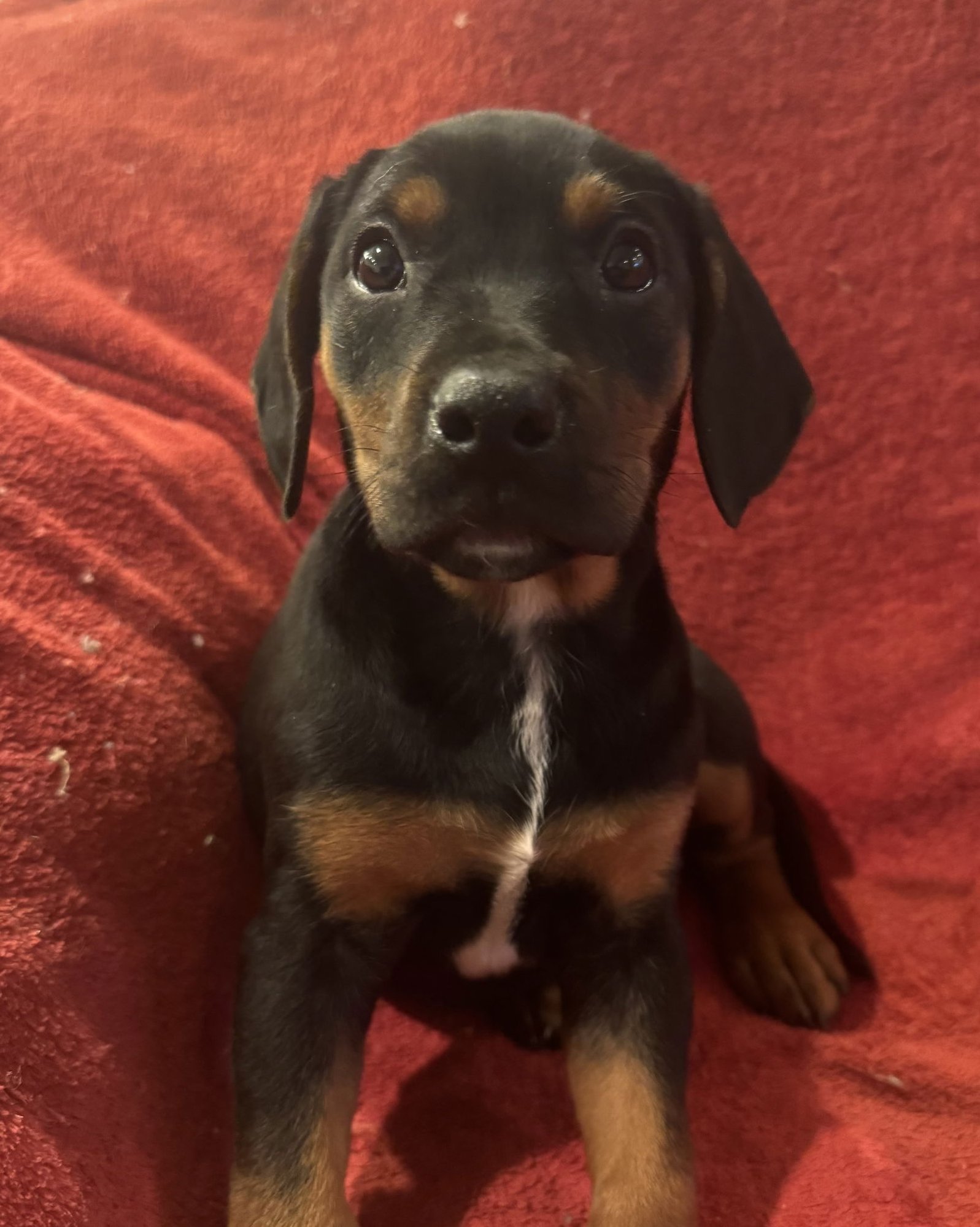 THE CANINE COVEN “MYRTLE” IN FOSTER - Doberman Pinscher / Miniature Schnauzer available for adoption