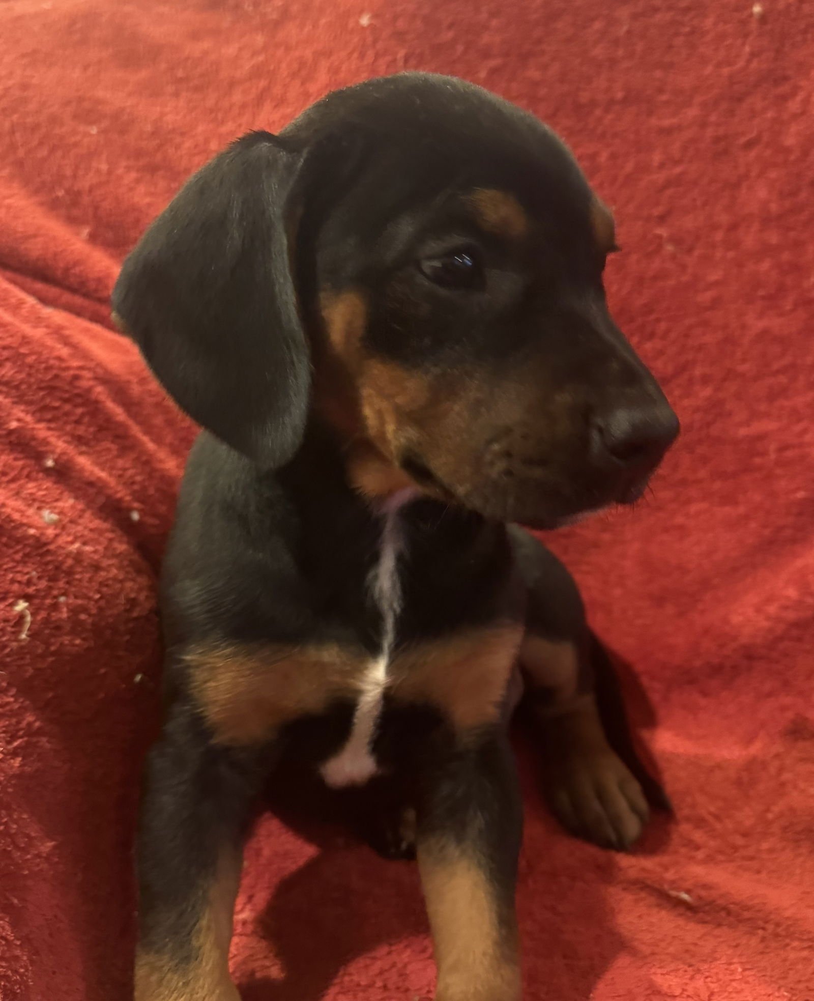 THE CANINE COVEN “MYRTLE” IN FOSTER - Doberman Pinscher / Miniature Schnauzer available for adoption