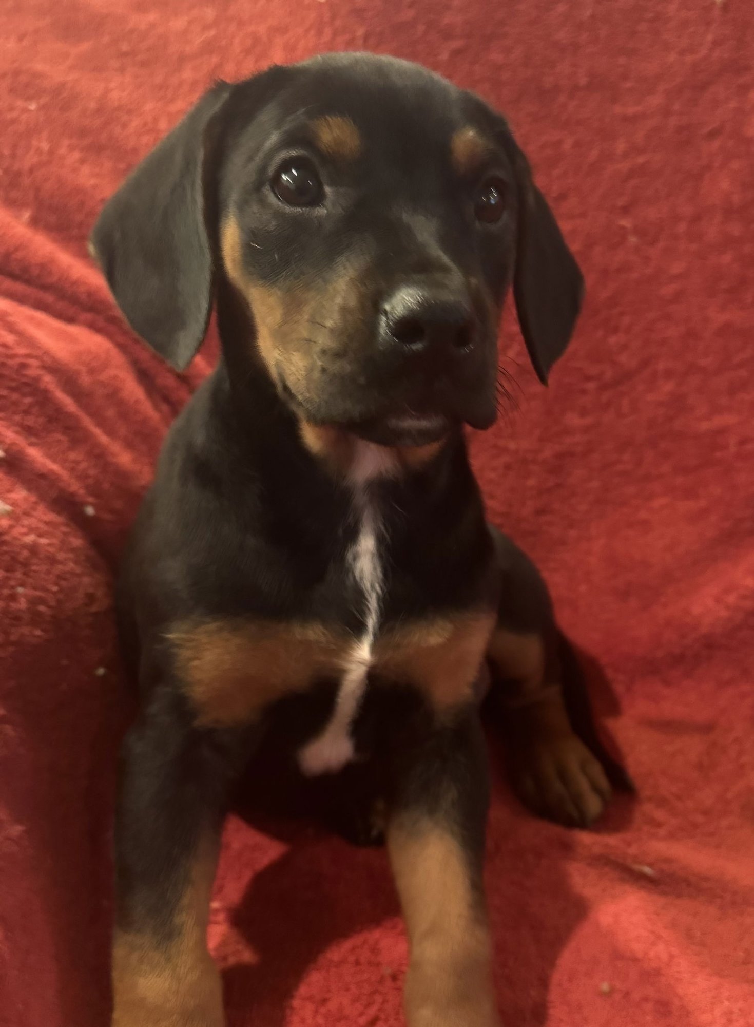 The Canine Coven “Myrtle” in foster - Photo 3