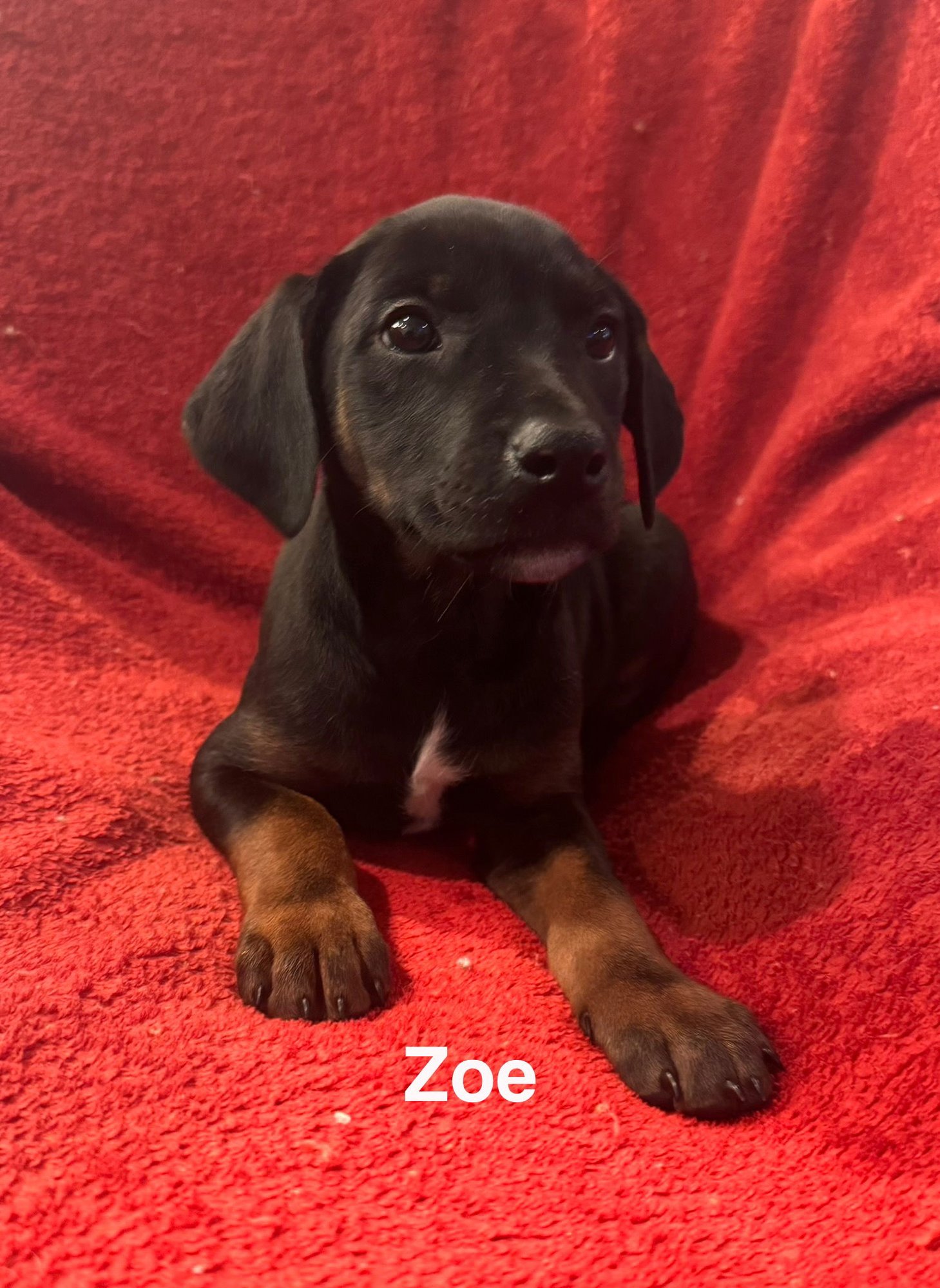 THE CANINE COVEN “ZOE” IN FOSTER - Doberman Pinscher / Miniature Schnauzer available for adoption
