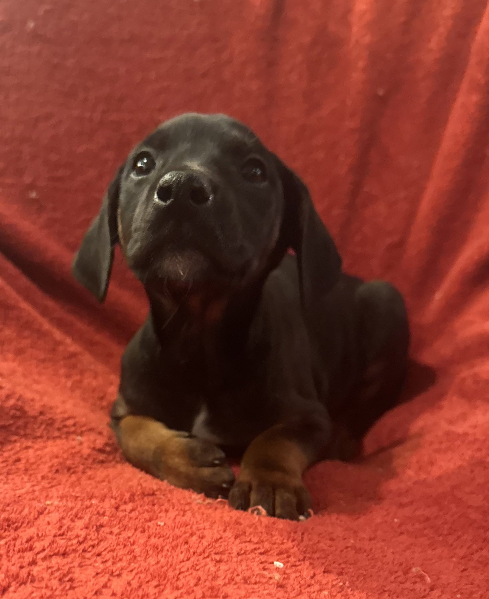 THE CANINE COVEN “ZOE” IN FOSTER - Doberman Pinscher / Miniature Schnauzer available for adoption