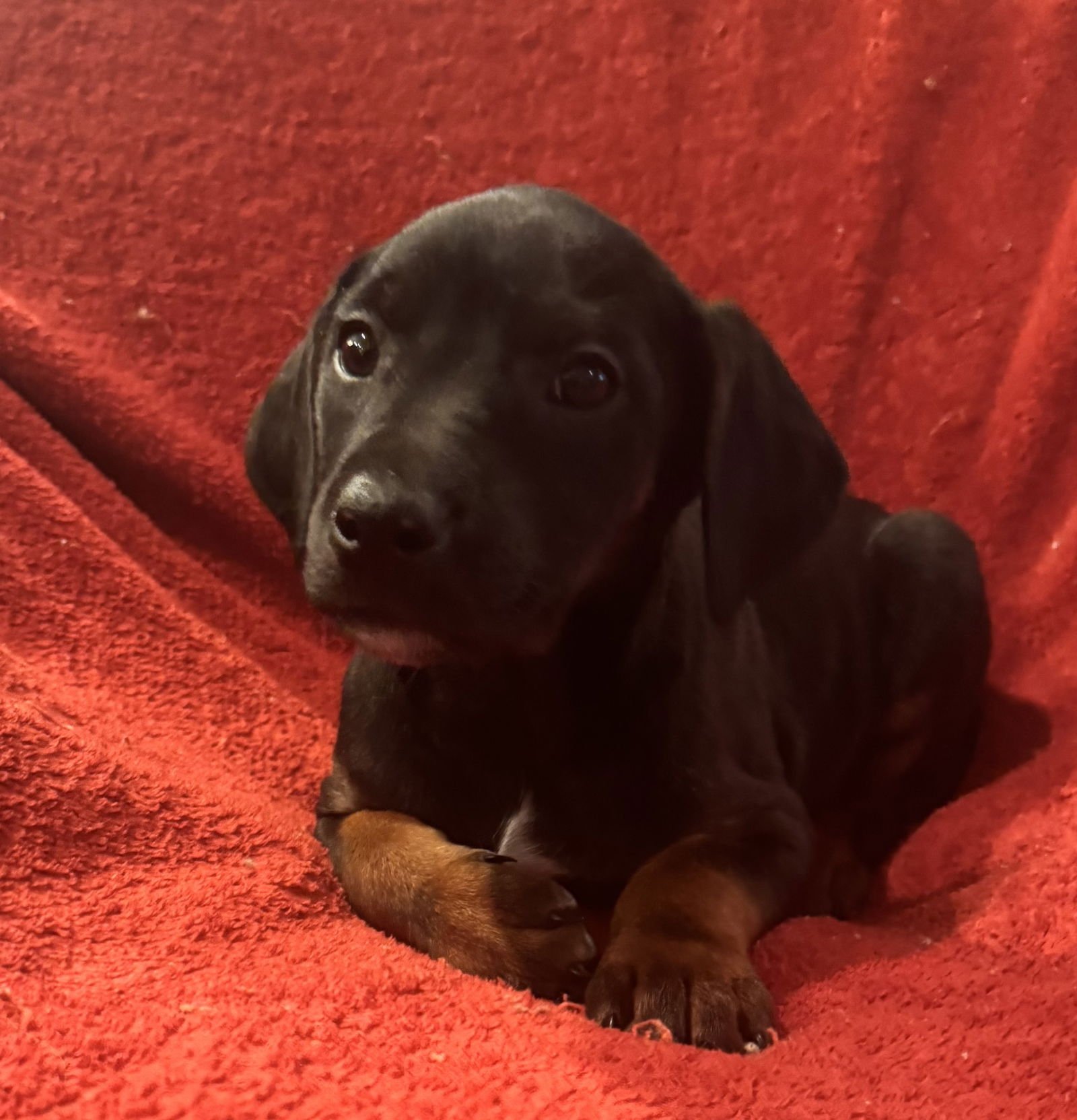 The Canine Coven “Zoe” in foster - Photo 3