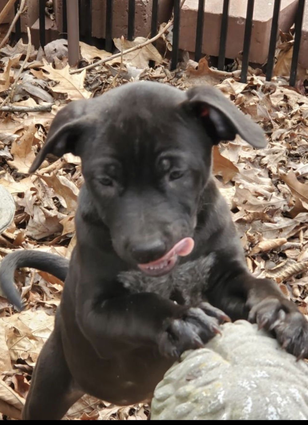 LIBERTY (IN FOSTER) - Staffordshire Bull Terrier / Labrador Retriever available for adoption