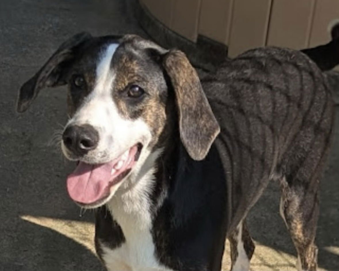 MALLORY (IN FOSTER) - Hound available for adoption